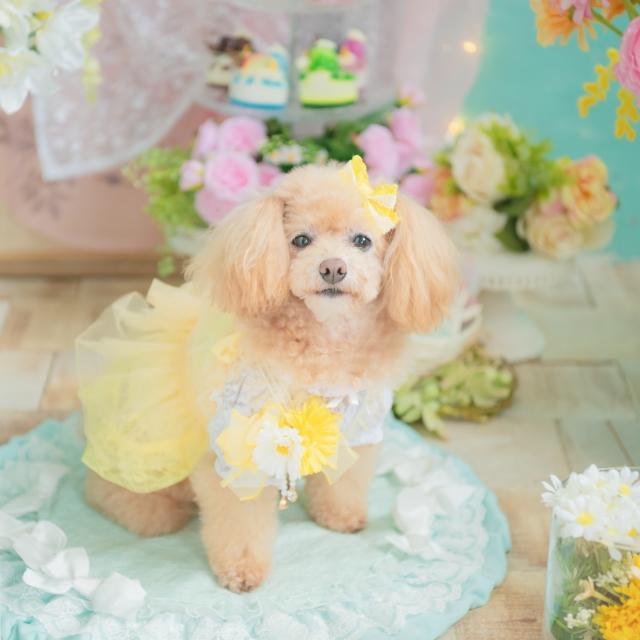 CanNana 犬服 春 チュールフリルキャミワンピース SS-Lサイズ きゃん