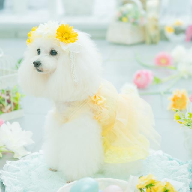 CanNana 犬服 春 チュールフリルキャミワンピース SS-Lサイズ きゃん