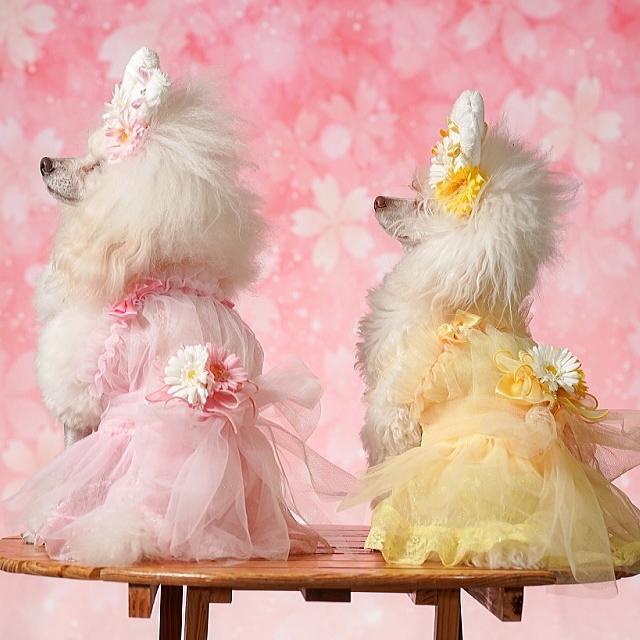 きゃんナナ チュールフリルキャミワンピース ピンク Mサイズ 楽天市場