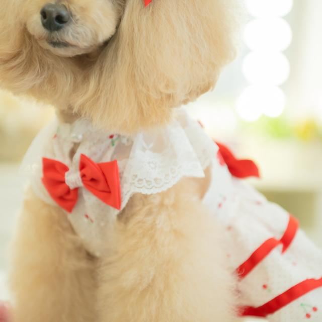 CanNana 犬服 春 さくらんぼフレアワンピース SS-Lサイズ きゃんナナ