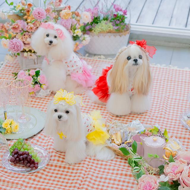 CanNana 犬服 春 さくらんぼカットソードッキングワンピース SS-L