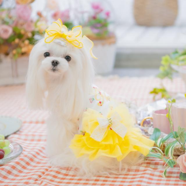 CanNana 犬服 春 さくらんぼカットソードッキングワンピース SS-L