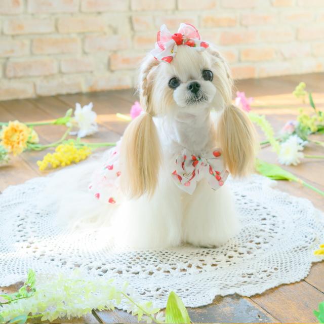 CanNana 犬服 春 いちご柄シフォンドッキングワンピース SS-Lサイズ