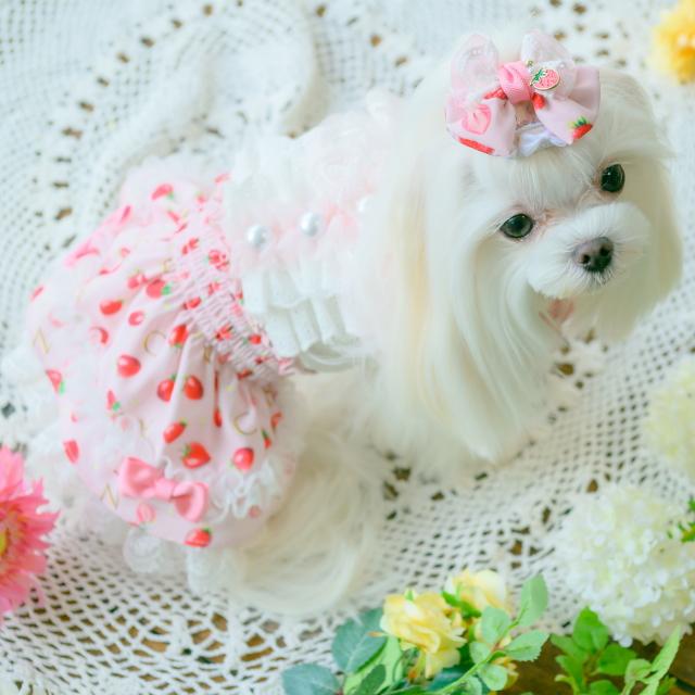 CanNana 犬服 春 いちご柄シフォンドッキングワンピース SS-Lサイズ