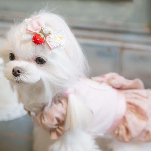 CanNana 犬服 春 レトロいちごタータンチェックワンピース SS-Lサイズ