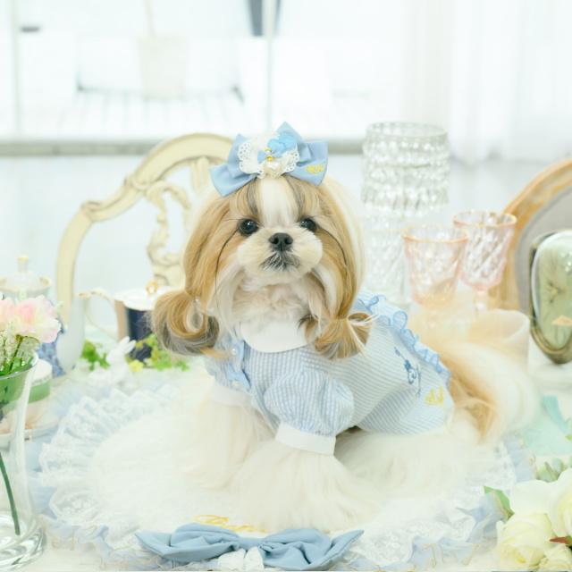 ペット服　キャンナナ　ワンピース CanNana 犬服 ワンピース 【きゃんナナ】アリスストライプシャツ