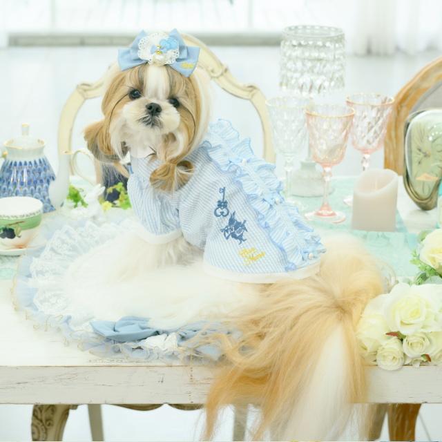 CanNana 犬服 ワンピース 【きゃんナナ】アリスストライプシャツ