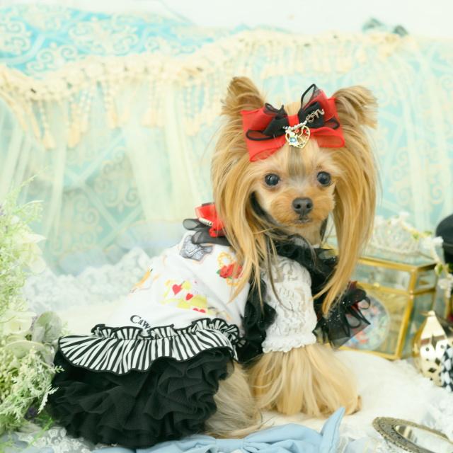 LL きゃんナナ オリジナルアリス柄 COOLキャミワンピ CanNana 犬服 ワンピース 【きゃんナナ】オリジナルアリス柄COOLキャミ