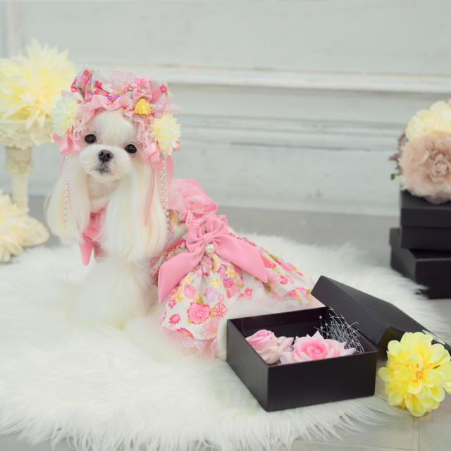 新作 ドッグウェア 犬服 着物風 秋冬【きゃんナナ】花柄和ロリワンピース