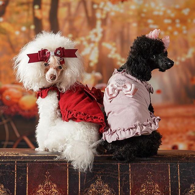 CanNana 新作 ドッグウェア 犬服 秋冬【きゃんナナ】リボン