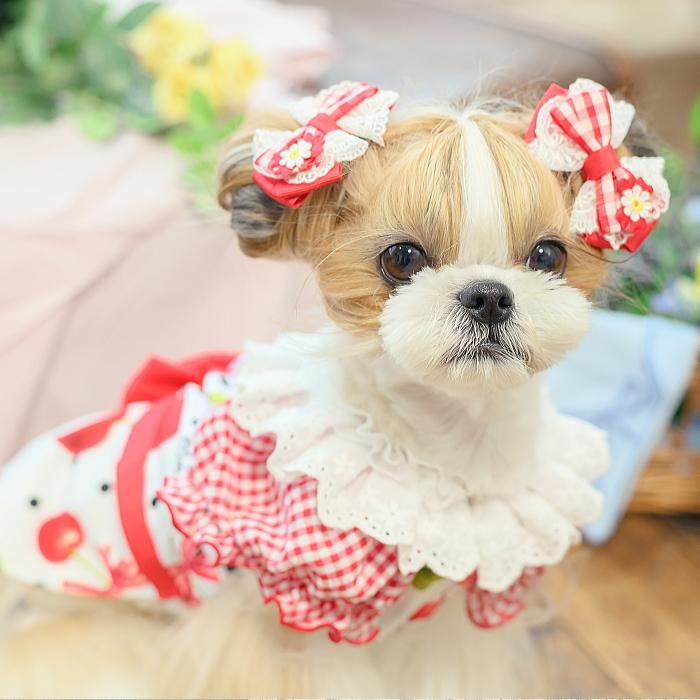 犬服 春 夏 ワンピース  キャンナナ オリジナルさくらんぼ柄Coolワンピース SS-Lサイズ 小型犬 クール 新作 ブルー White Cannana 3月入荷予定の画像