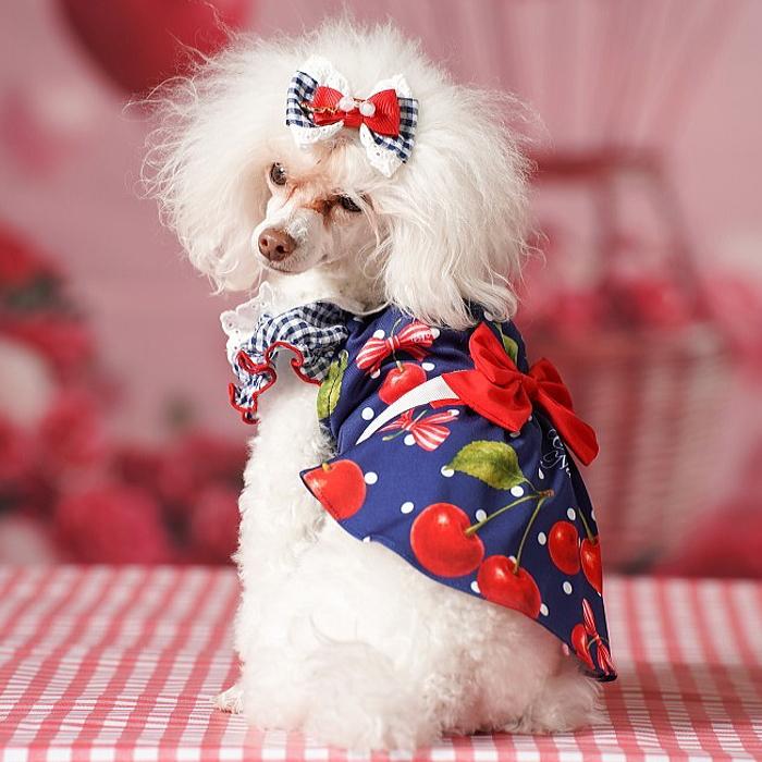 犬服 春 夏 ワンピース  キャンナナ オリジナルさくらんぼ柄Coolワンピース SS-Lサイズ 小型犬 クール 新作 ブルー White Cannana 3月入荷予定の画像