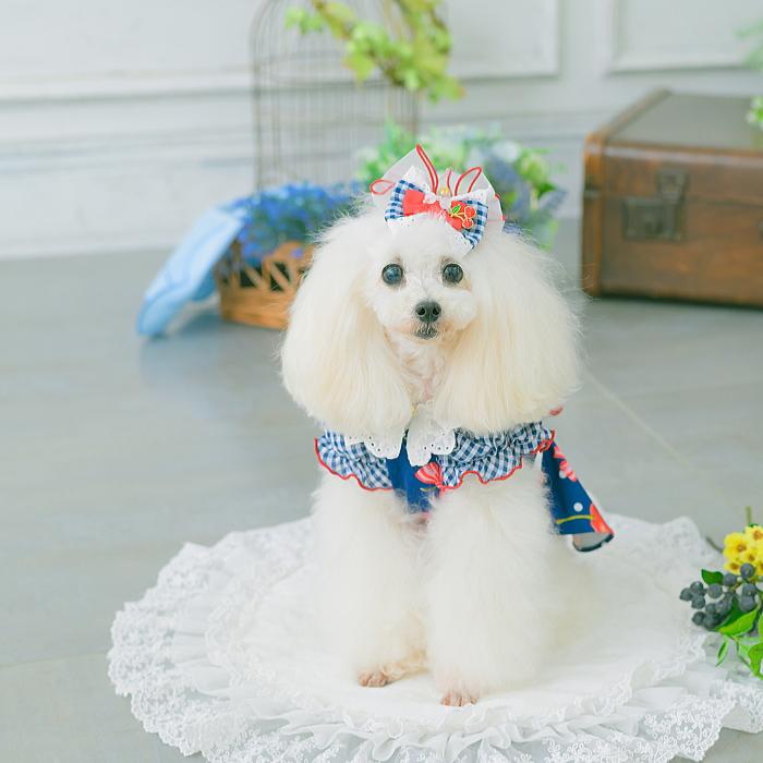 犬服 春 夏 ワンピース  キャンナナ オリジナルさくらんぼ柄Coolワンピース SS-Lサイズ 小型犬 クール 新作 ブルー White Cannana 3月入荷予定の画像