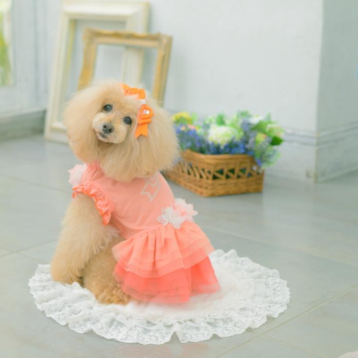 犬服 春 夏 ワンピース  キャンナナ チュールバレリーナワンピース SS-Lサイズ 小型犬 ピンク 新作 ブルー オレンジ Cannana 3月入荷予定の画像