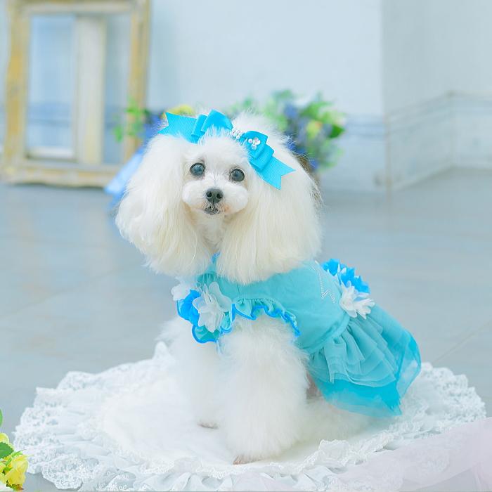 犬服 春 夏 ワンピース  キャンナナ チュールバレリーナワンピース SS-Lサイズ 小型犬 ピンク 新作 ブルー オレンジ Cannana 3月入荷予定の画像