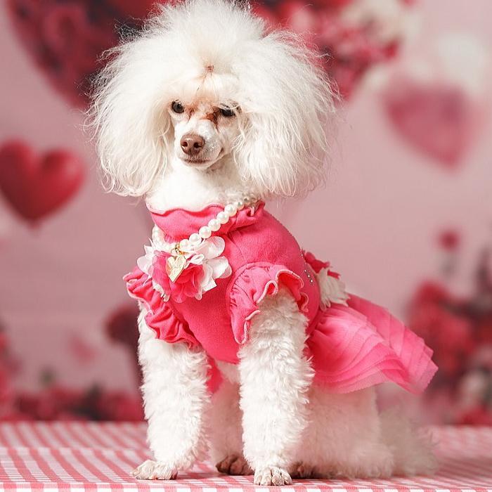 犬服 春 夏 ワンピース  キャンナナ チュールバレリーナワンピース SS-Lサイズ 小型犬 ピンク 新作 ブルー オレンジ Cannana 3月入荷予定の画像