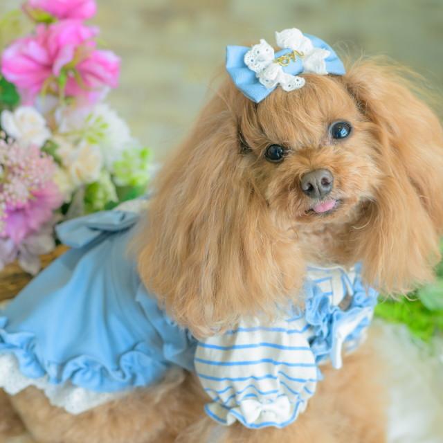 ペット服　キャンナナ　ワンピース　サイズS CanNana 犬服 春 夏 ワンピース キャンナナ ロゴラインストーン