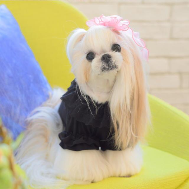 CanNana 新作 犬服 猫 【きゃんナナ】フリルカットソー トップス