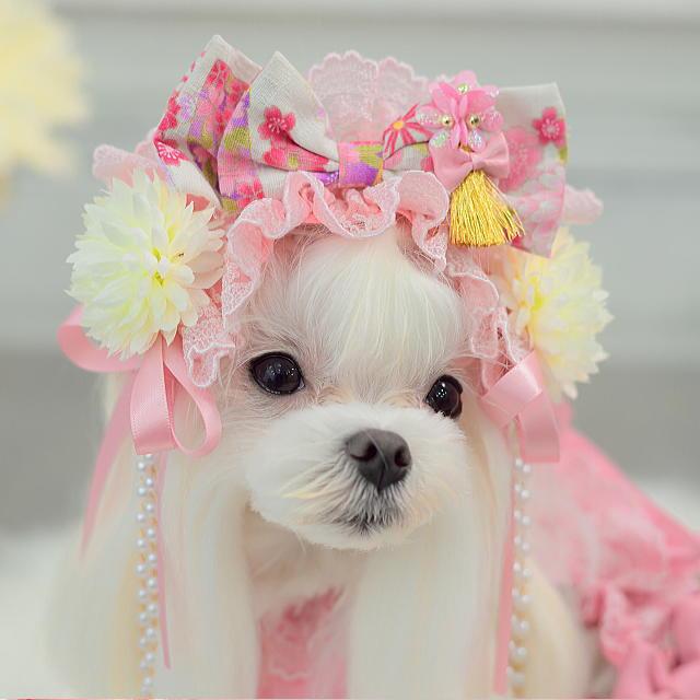 CanNana 新作 犬 リボン 猫 【きゃんナナ】ラグジュアリー和ロリヘッド