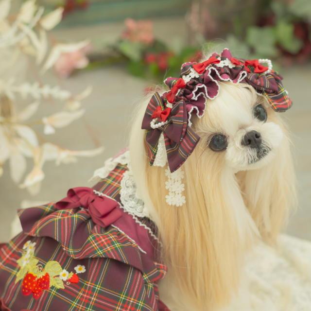 CanNana 新作 犬 リボン 猫 【きゃんナナ】タータンチェックヘッド