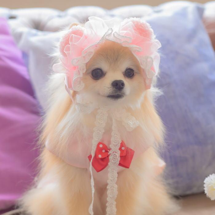 CanNana 新作 犬 リボン 猫 【きゃんナナ】ベビくまヘッドドレス HD