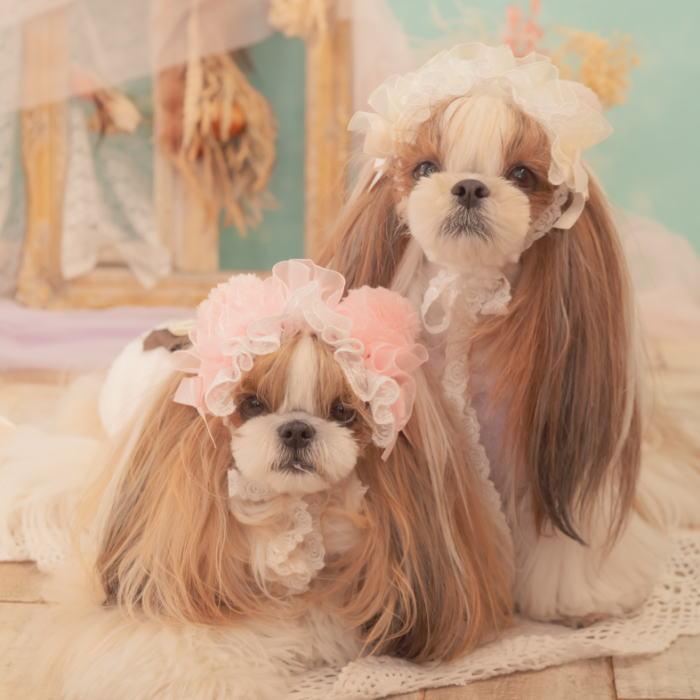 CanNana 新作 犬 リボン 猫 【きゃんナナ】ベビくまヘッドドレス HD