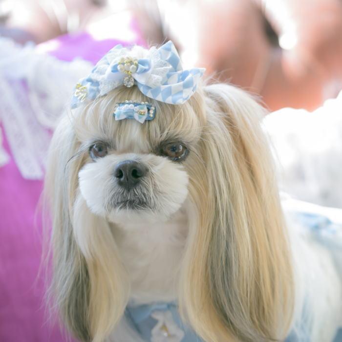 きゃんナナ　アリス　L バレッタつき CanNana 新作 犬 リボン 猫 【きゃんナナ】ダイヤ柄チェックアリス