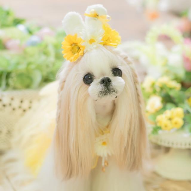 きゃんナナ　着物　バレッタつき 楽天市場】犬 アクセ CanNana 【きゃんナナ】ローズアレンジの