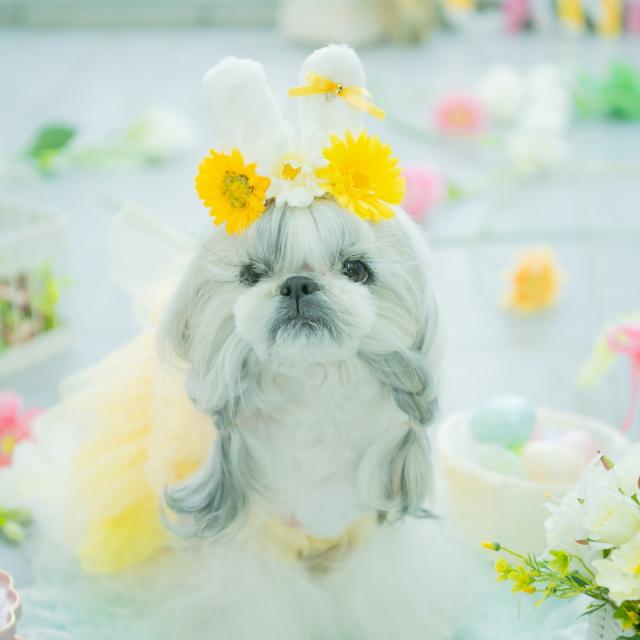 きゃんナナ　着物　バレッタつき 楽天市場】犬 アクセ CanNana 【きゃんナナ】ローズアレンジの
