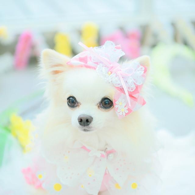 CanNana リボン 犬 アクセ きゃんナナ レース＆チェックバレッタリボン