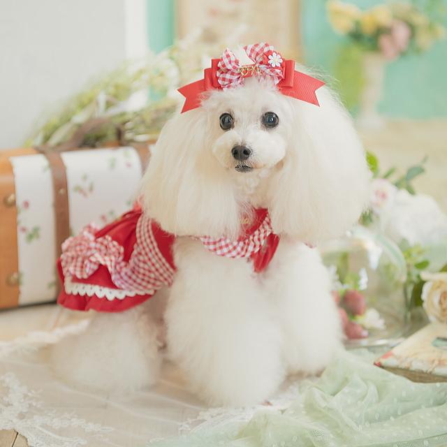 CanNana リボン 犬 アクセ きゃんナナ ギンガムフリル姫リボン レッド