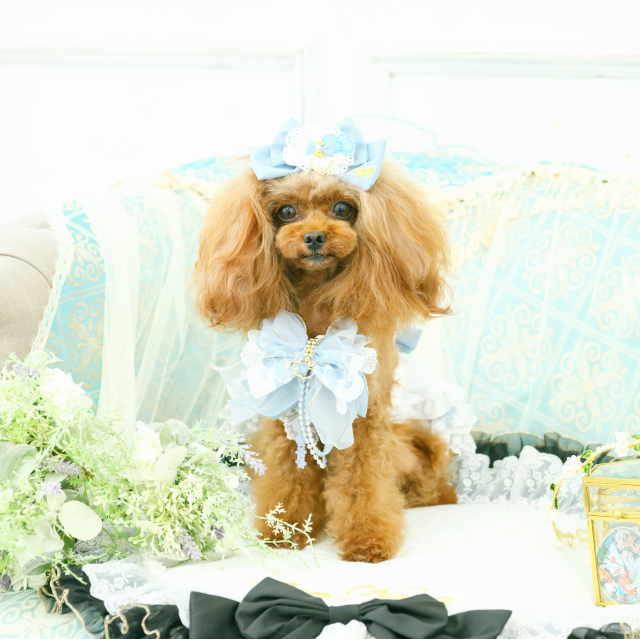 CanNana 春 夏 新作 犬 アクセ 【きゃんナナ】アリスハートビジュー