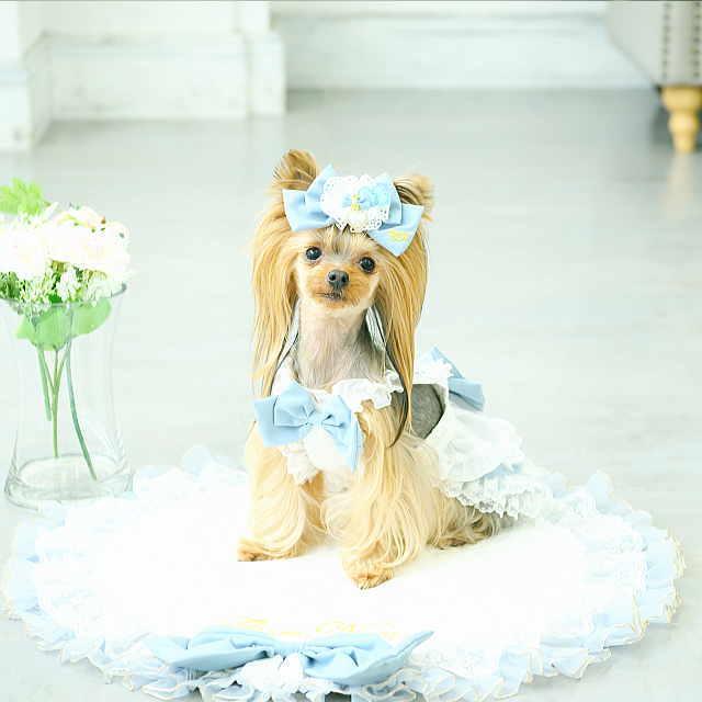 CanNana 春 夏 新作 犬 アクセ 【きゃんナナ】アリスハートビジュー