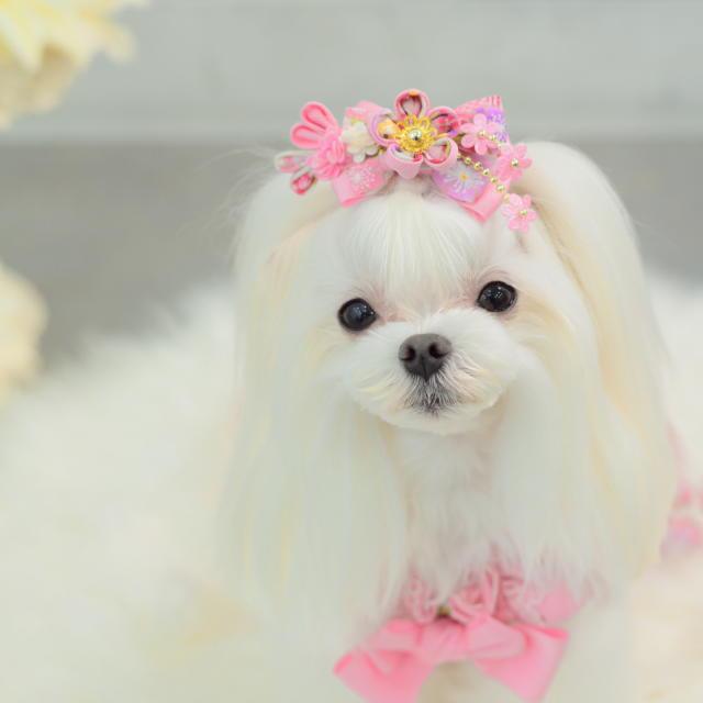 CanNana 新作 犬 リボン 猫 【きゃんナナ】和ロリつまみ細工バレッタ