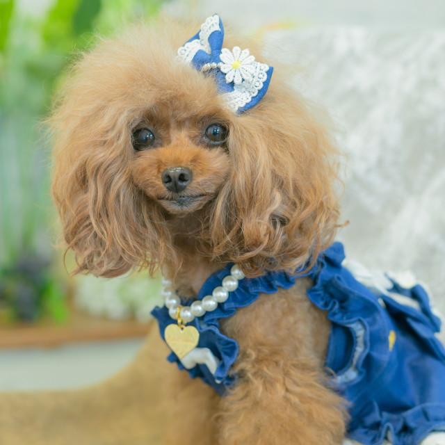CanNana 新作 犬 リボン 猫 きゃんナナ デニム＆フラワーミニバレッタ