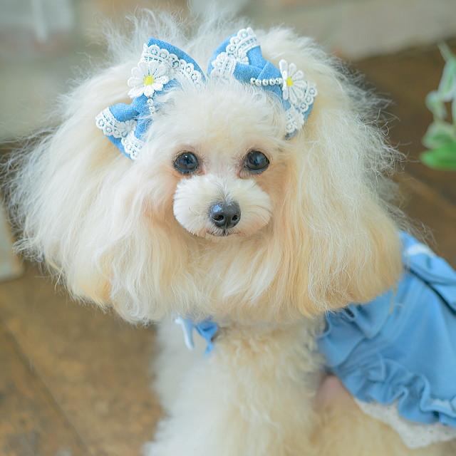 犬のリボンアレンジメント CanNana 新作 犬 リボン 猫 きゃんナナ デニム＆フラワーミニバレッタ
