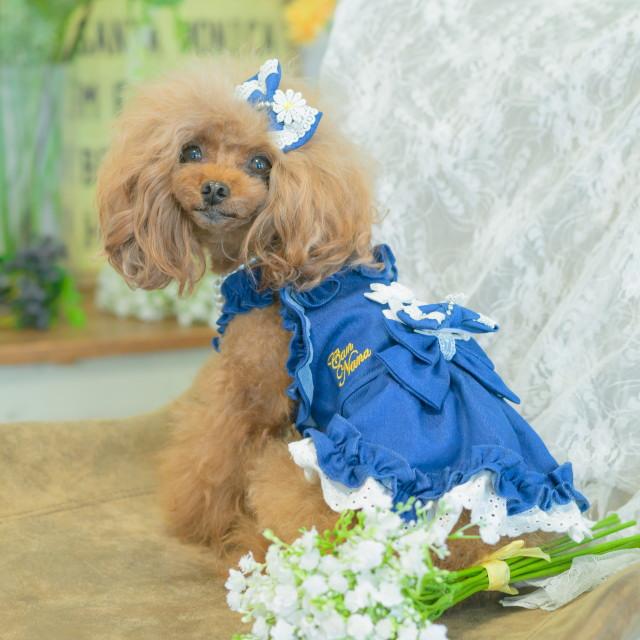 CanNana 新作 犬 リボン 猫 きゃんナナ デニム＆フラワーミニバレッタ