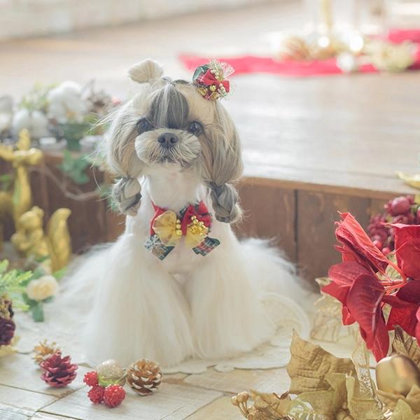 犬 リボン きゃんナナ クリスマス 数量限定 レッドクリスマスリボン