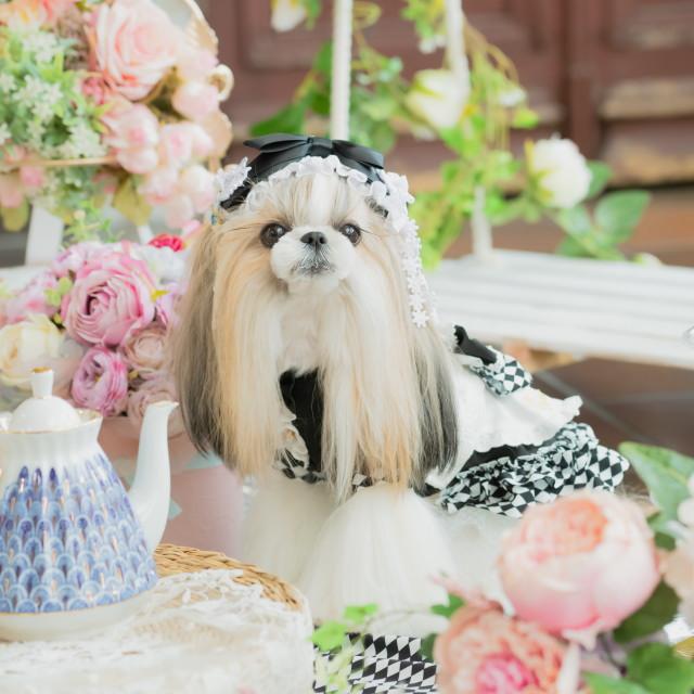 CanNana きゃんナナ 犬 アクセ ハロウィン 【きゃんナナ】不思議の国の