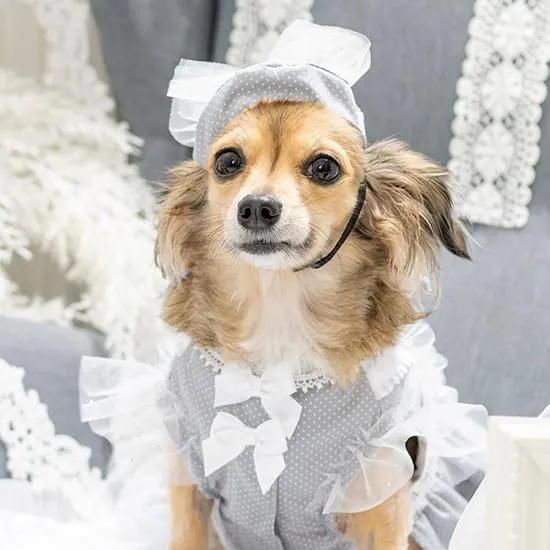 LULUDOLL ルルドール ドットチュールベレー帽 犬 猫 帽子 アクセ 