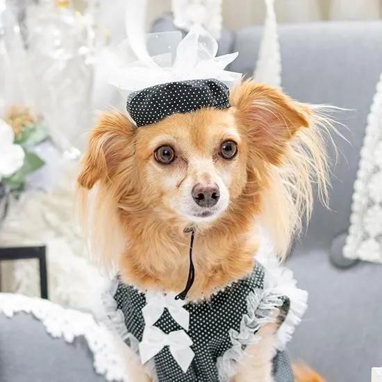 LULUDOLL ルルドール ドットチュールベレー帽 犬 猫 帽子 アクセ 