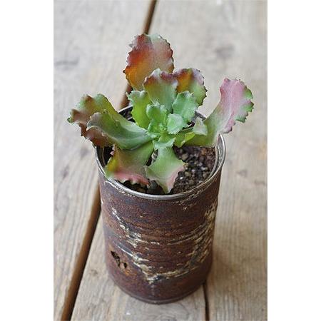 フェイクグリーン リアル おしゃれ 多肉 造花 ディスプレイ 飾り レトロ アンティーク調 多肉 エケベリア Gd457 Junk Rustic Colors Yahoo 店 通販 Yahoo ショッピング