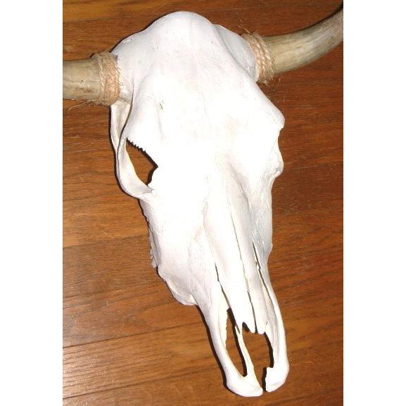 アメリカ直輸入！ 豪華 テキサス カウスカル 牛頭骨 壁掛け (46cm×44cm