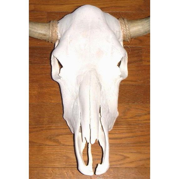 アメリカ直輸入！ 豪華 テキサス カウスカル 牛頭骨 壁掛け (46cm×44cm