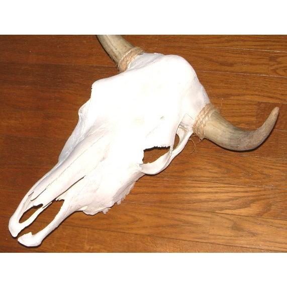 アメリカ直輸入！ 豪華 テキサス カウスカル 牛頭骨 壁掛け (46cm×44cm