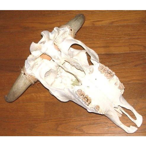 アメリカ直輸入！ 豪華 テキサス カウスカル 牛頭骨 壁掛け (46cm×44cm