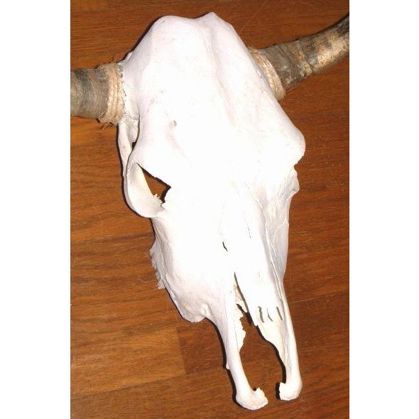 アメリカ直輸入! 豪華 テキサス カウスカル 牛頭骨 壁掛け アメリカ直輸入! 豪華 テキサス カウスカル 牛頭骨 壁掛け