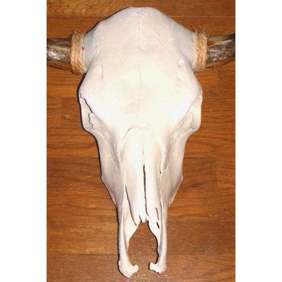 カウスカル 頭骨 剥製