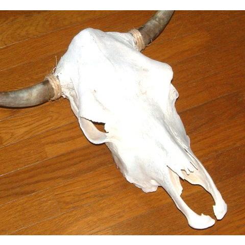 アメリカ直輸入！ 豪華 テキサス カウスカル 牛頭骨 壁掛け (44cm×51cm  