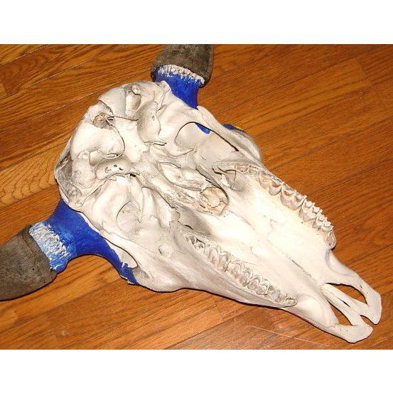 USA入荷 豪華 アメリカン バッファロー スカル バイソン